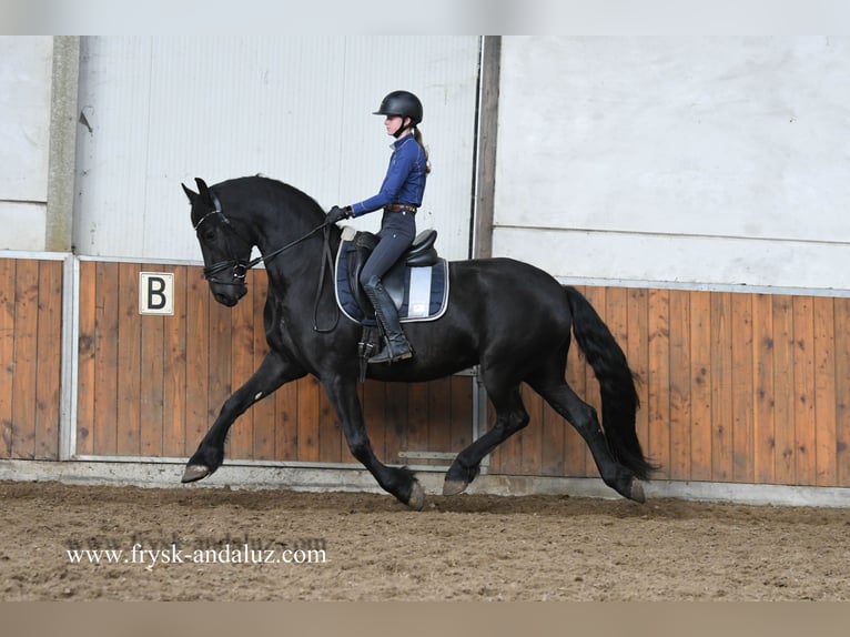 Frison Hongre 3 Ans 162 cm Noir in Mijnsheerenland