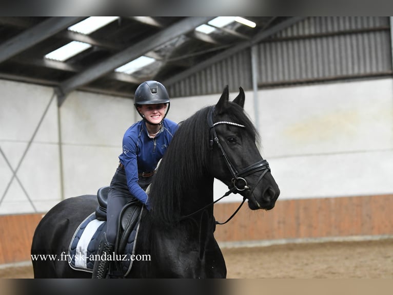 Frison Hongre 3 Ans 162 cm Noir in Mijnsheerenland