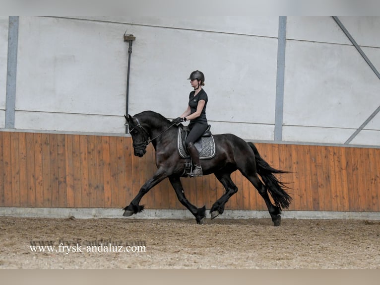 Frison Hongre 3 Ans 163 cm Noir in Mijnsheerenland