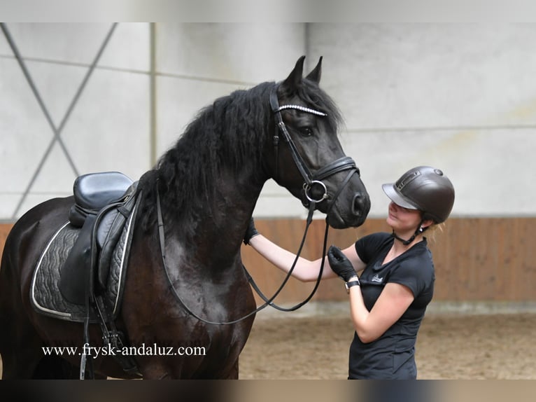 Frison Hongre 3 Ans 163 cm Noir in Mijnsheerenland