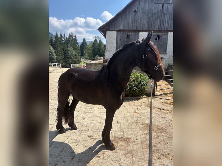 Frison Hongre 3 Ans 163 cm Noir in Bad Kleinkirchheim