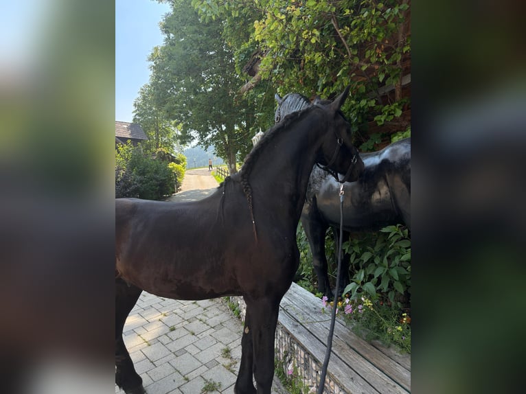 Frison Hongre 3 Ans 163 cm Noir in Bad Kleinkirchheim