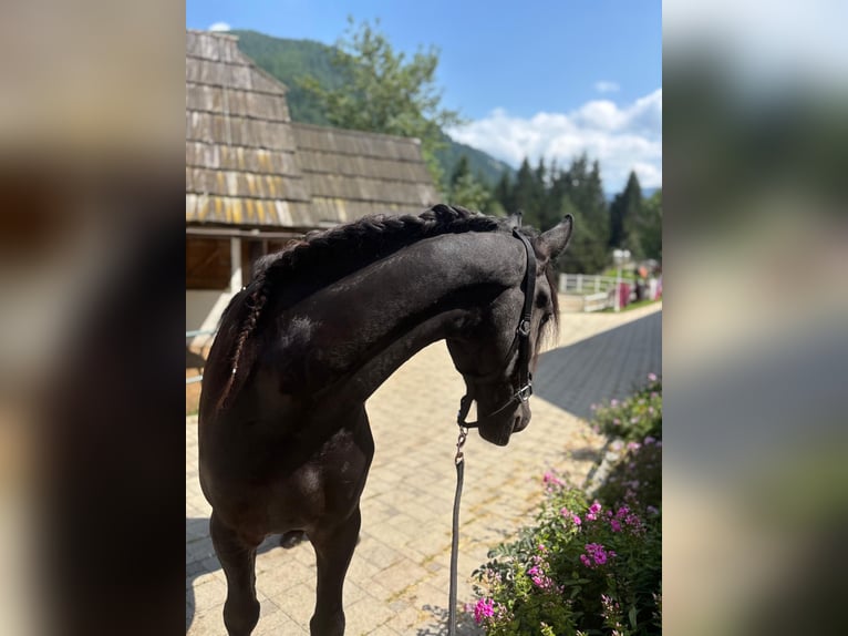 Frison Hongre 3 Ans 163 cm Noir in Bad Kleinkirchheim