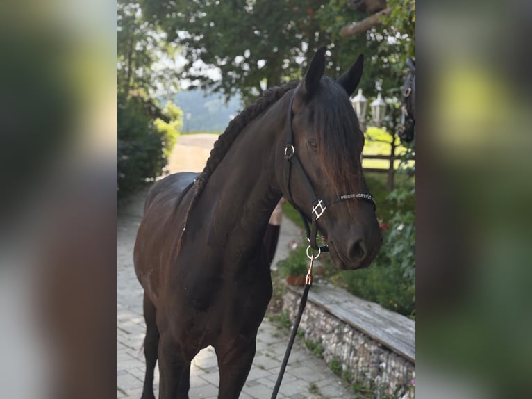 Frison Hongre 3 Ans 163 cm Noir in Bad Kleinkirchheim