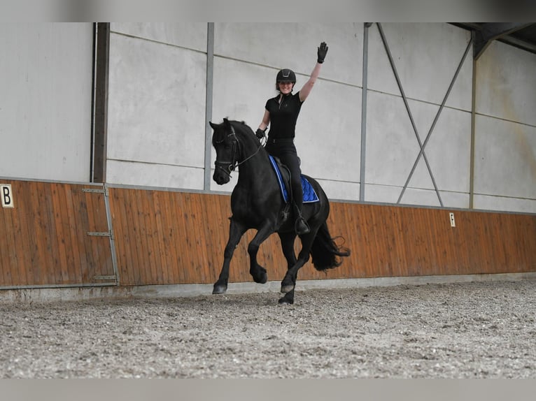Frison Hongre 3 Ans 164 cm  in Mijnsheerenland