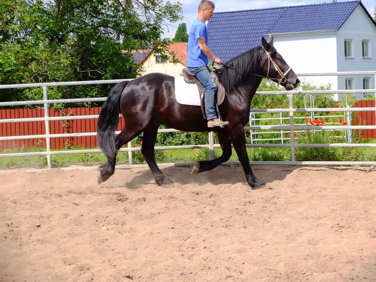 Frison Croisé Hongre 3 Ans 165 cm Noir in Buttstädt