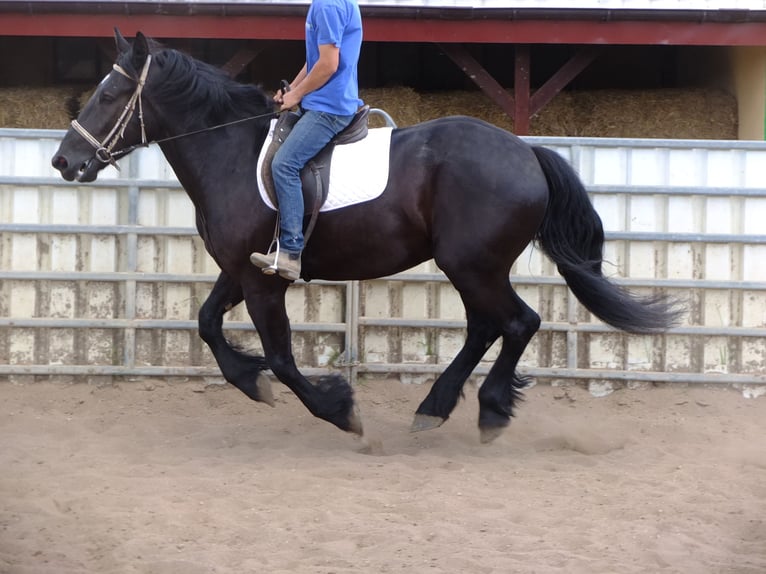 Frison Croisé Hongre 3 Ans 165 cm Noir in Buttstädt