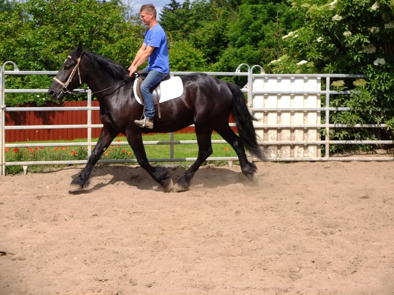 Frison Croisé Hongre 3 Ans 165 cm Noir in Buttstädt