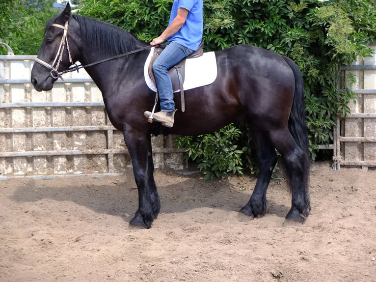 Frison Croisé Hongre 3 Ans 165 cm Noir in Buttstädt