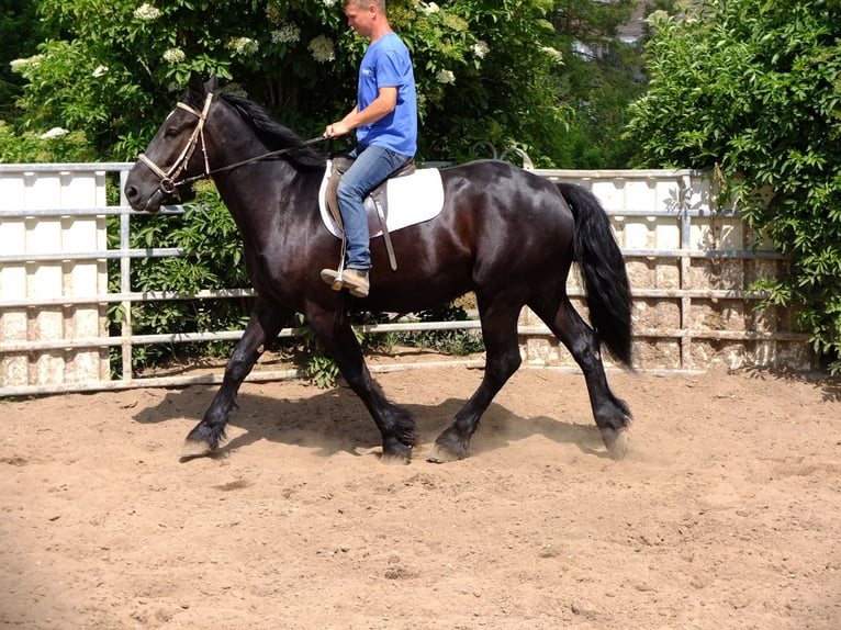 Frison Croisé Hongre 3 Ans 165 cm Noir in Buttstädt