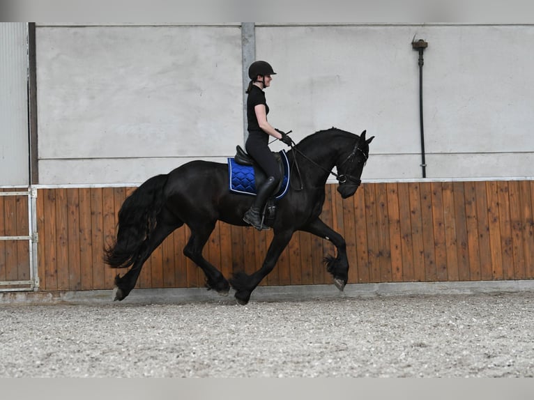 Frison Hongre 3 Ans 166 cm Noir in Mijnsheerenland