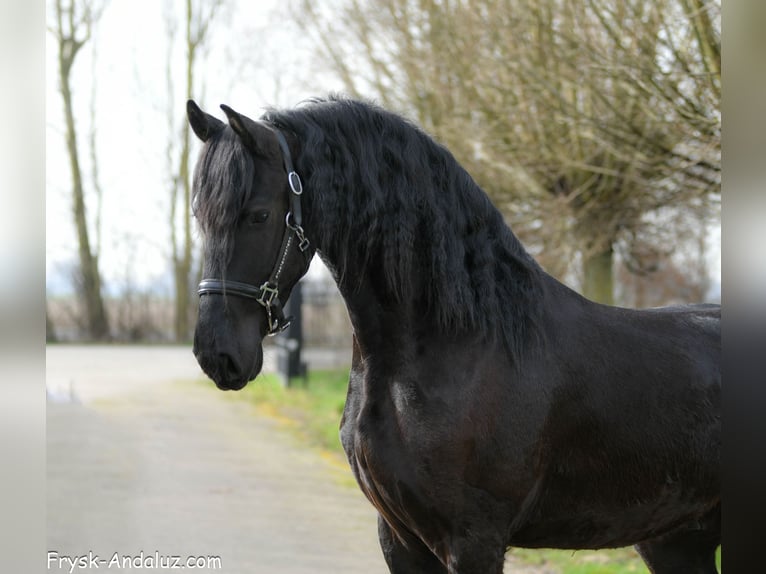 Frison Hongre 3 Ans 166 cm Noir in Mijnsheerenland