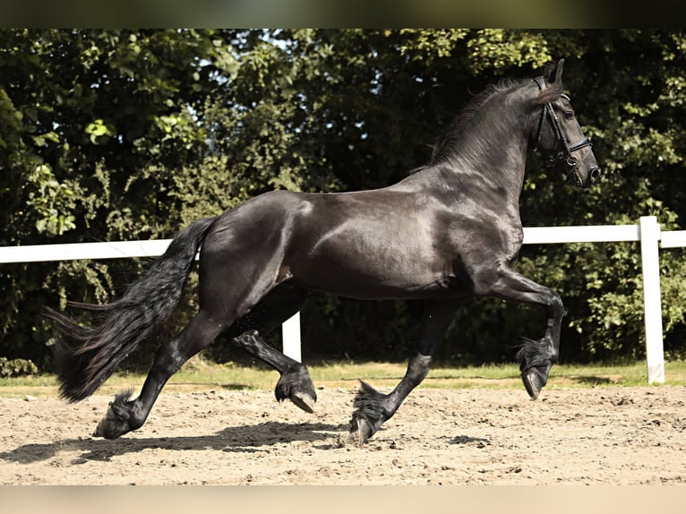 Frison Hongre 3 Ans 167 cm Noir in Britswert