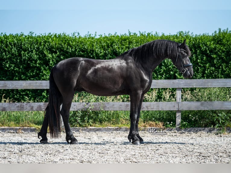 Frison Hongre 3 Ans 167 cm Noir in Zevenhoven