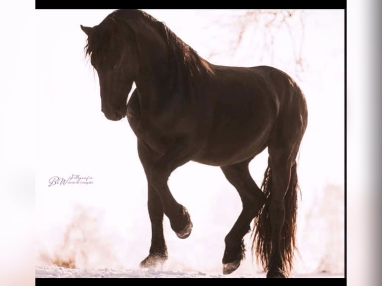 Frison Hongre 3 Ans 168 cm Noir in Bad Salzuflen