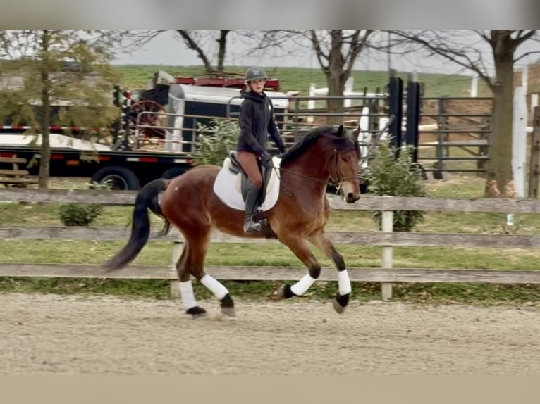 Frison Croisé Hongre 3 Ans 170 cm Bai cerise in Gap