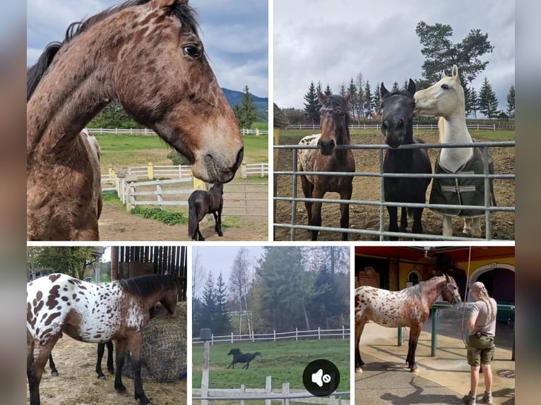 Frison Croisé Hongre 3 Ans 170 cm Léopard in Anger