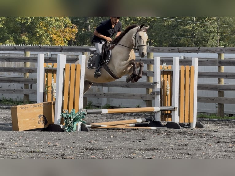 Frison Croisé Hongre 3 Ans Buckskin in Allentown