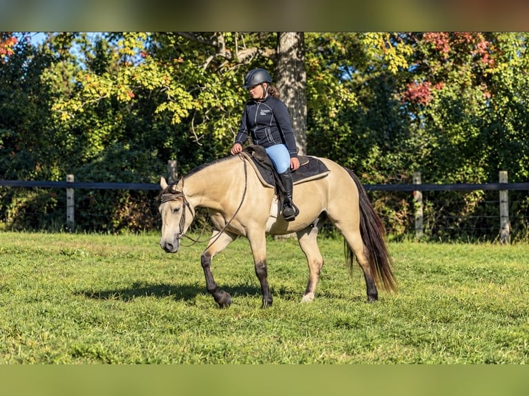Frison Croisé Hongre 3 Ans Buckskin in Allentown