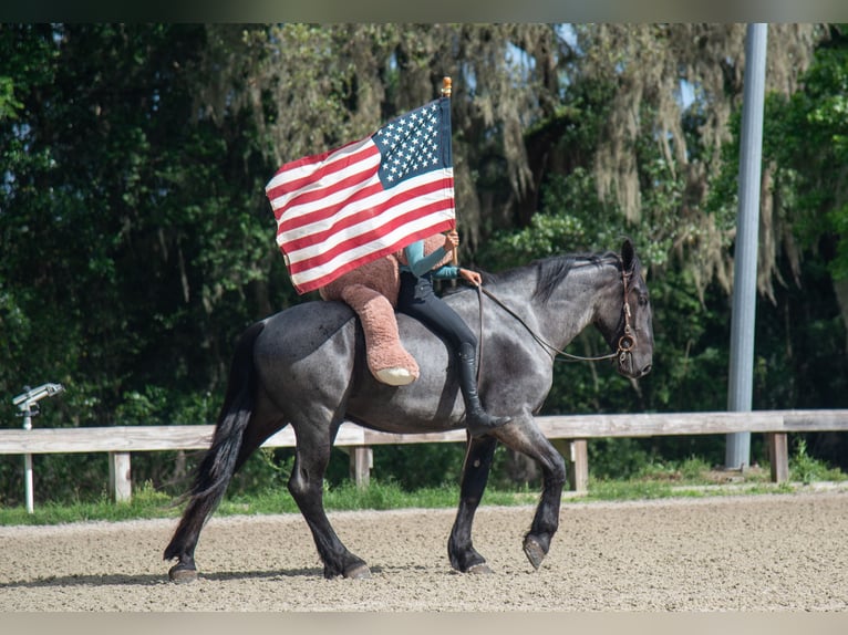Frison Croisé Hongre 3 Ans Rouan Bleu in Ocala