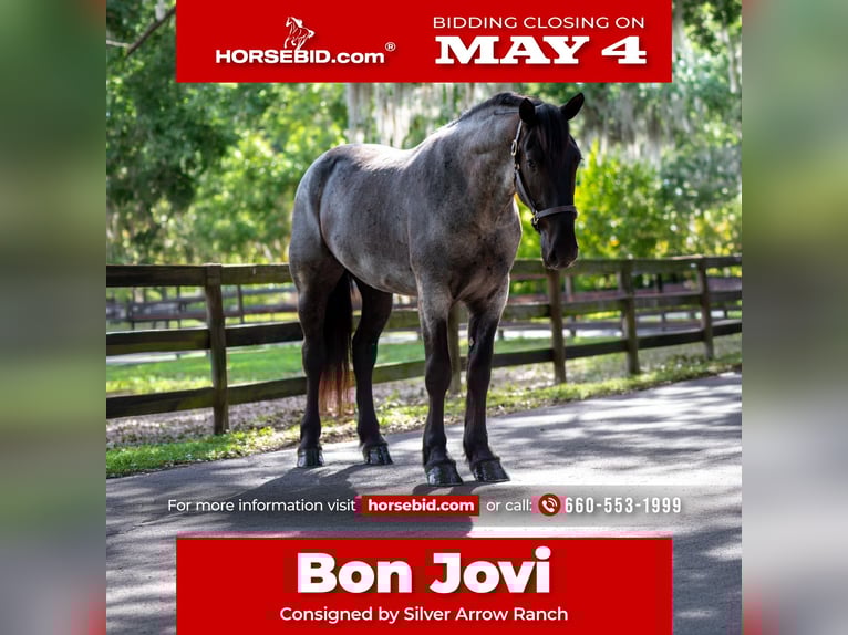 Frison Croisé Hongre 3 Ans Rouan Bleu in Ocala