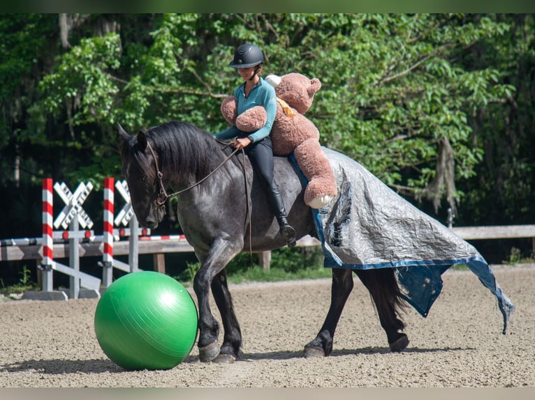 Frison Croisé Hongre 3 Ans Rouan Bleu in Ocala