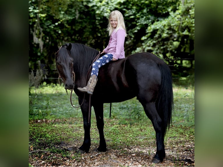 Frison Croisé Hongre 4 Ans 140 cm Noir in Ocala, FL