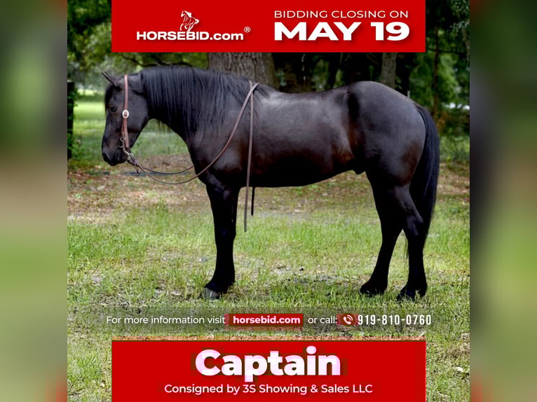 Frison Croisé Hongre 4 Ans 140 cm Noir in Ocala, FL