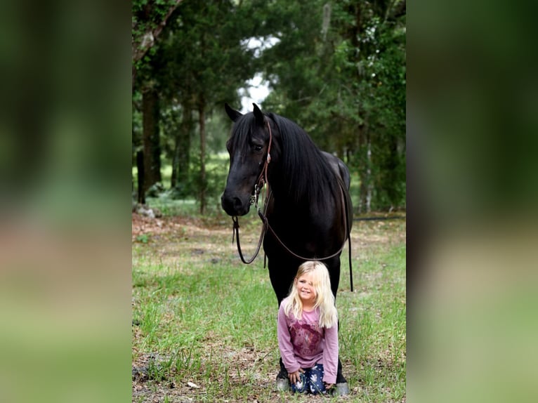 Frison Croisé Hongre 4 Ans 140 cm Noir in Ocala, FL