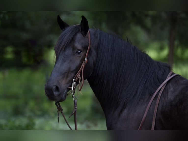 Frison Croisé Hongre 4 Ans 140 cm Noir in Ocala, FL