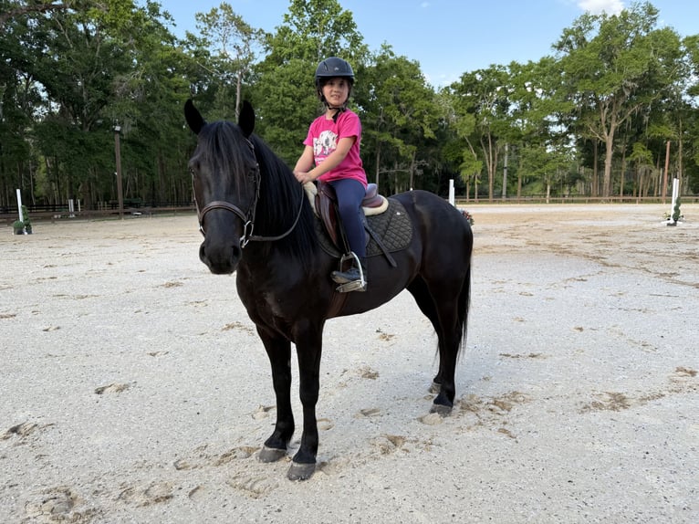 Frison Croisé Hongre 4 Ans 140 cm Noir in Ocala, FL