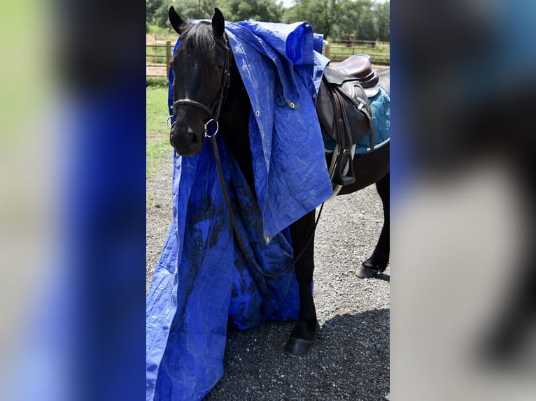Frison Croisé Hongre 4 Ans 140 cm Noir in Ocala, FL