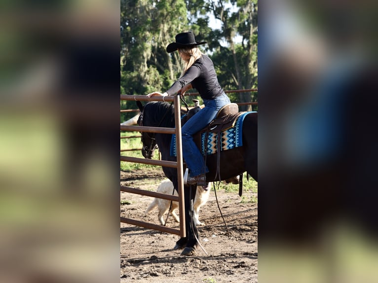 Frison Croisé Hongre 4 Ans 140 cm Noir in Ocala, FL