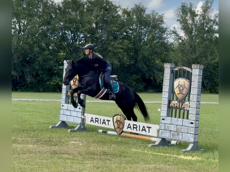 Frison Croisé Hongre 4 Ans 140 cm Noir in Ocala, FL