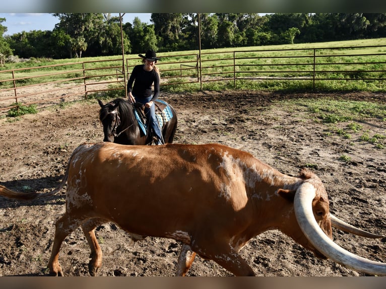 Frison Croisé Hongre 4 Ans 140 cm Noir in Ocala, FL