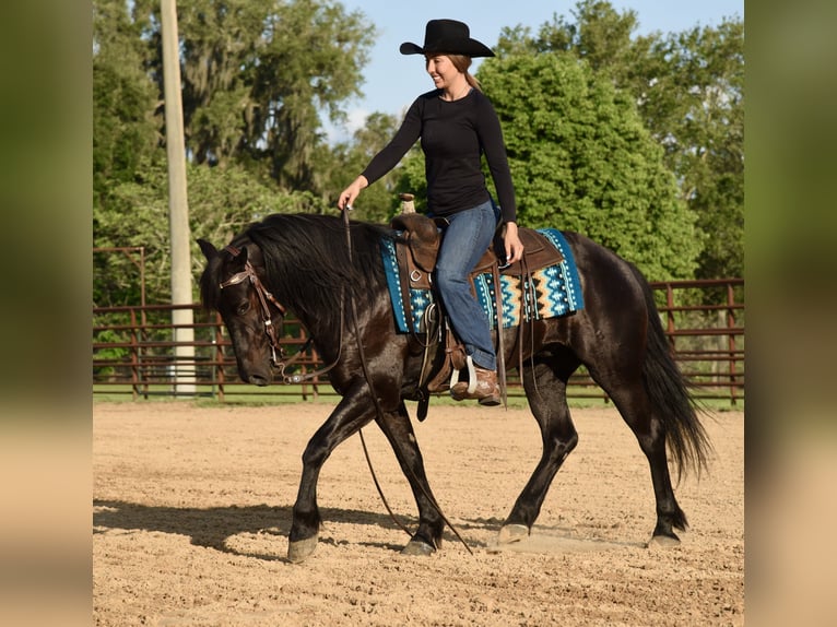 Frison Croisé Hongre 4 Ans 140 cm Noir in Ocala, FL
