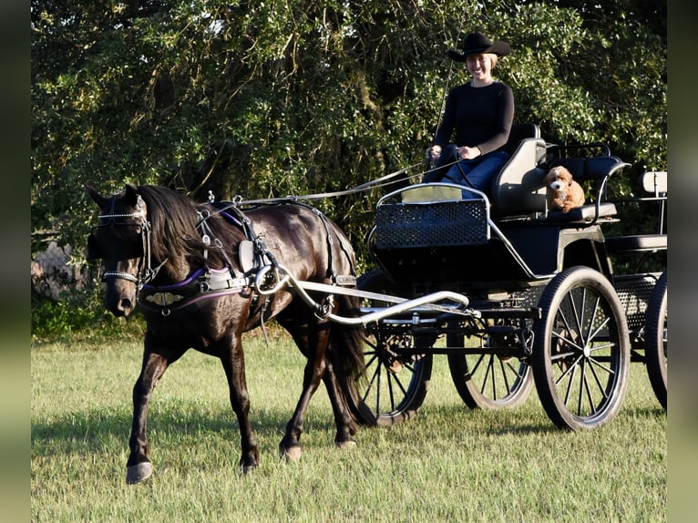 Frison Croisé Hongre 4 Ans 140 cm Noir in Ocala, FL