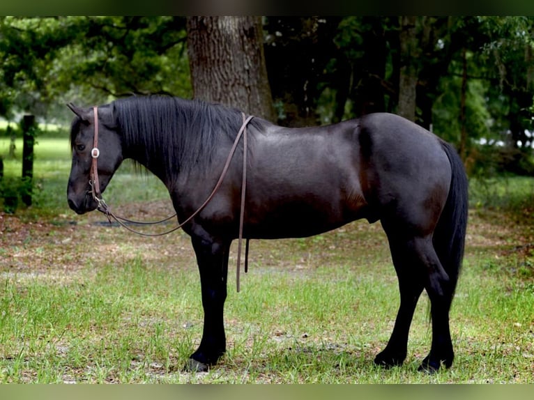 Frison Croisé Hongre 4 Ans 140 cm Noir in Ocala, FL