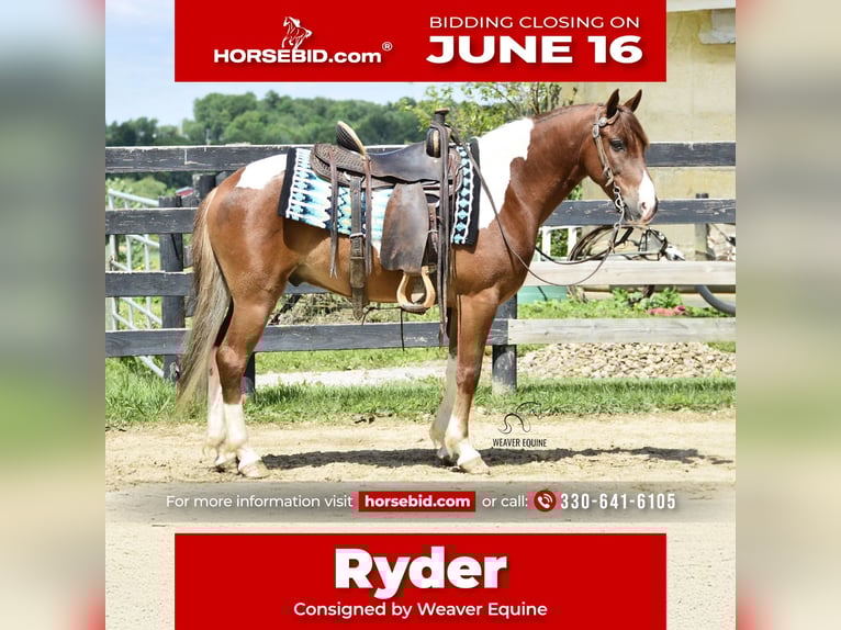 Frison Croisé Hongre 4 Ans 142 cm in Fredericksburg, OH