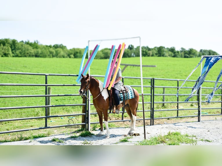 Frison Croisé Hongre 4 Ans 142 cm in Fredericksburg, OH
