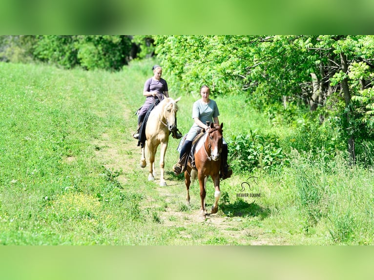 Frison Croisé Hongre 4 Ans 142 cm in Fredericksburg, OH