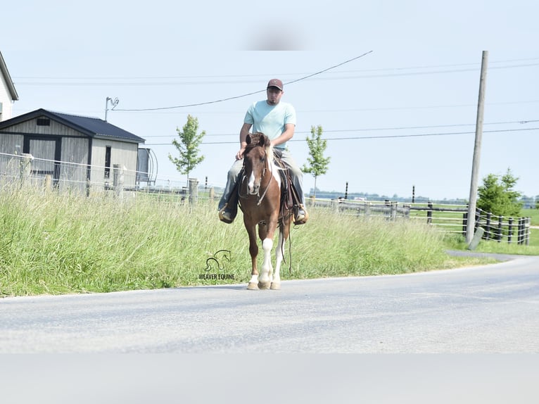 Frison Croisé Hongre 4 Ans 142 cm in Fredericksburg, OH