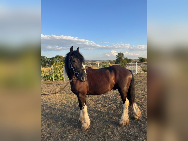Frison Croisé Hongre 4 Ans 146 cm Pinto in Tulln