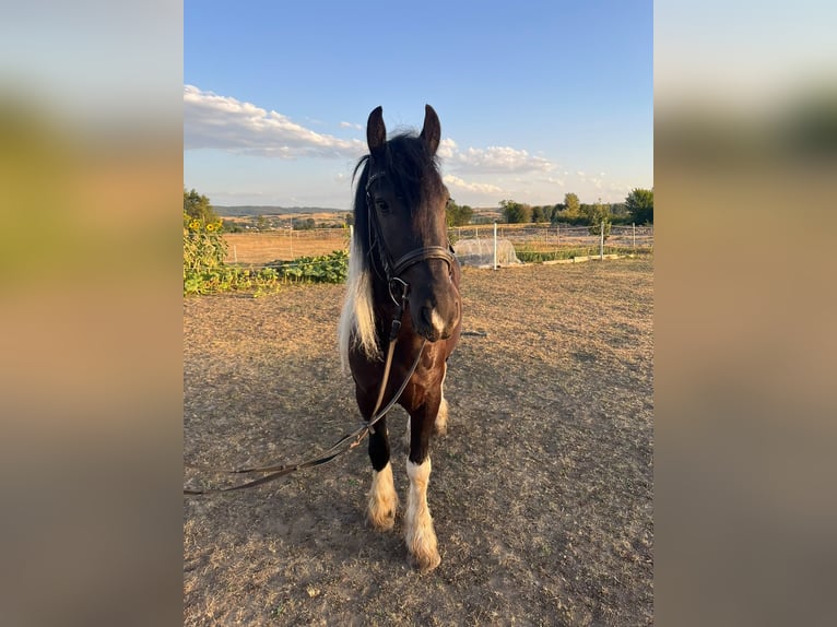 Frison Croisé Hongre 4 Ans 146 cm Pinto in Tulln