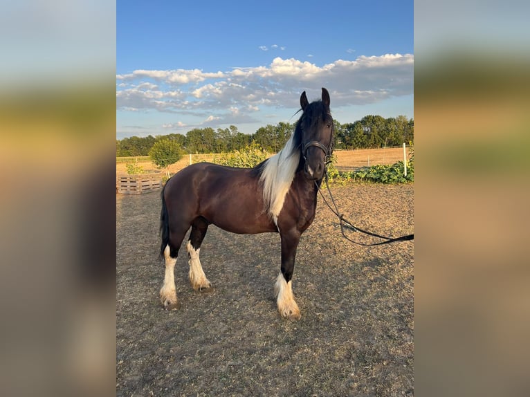 Frison Croisé Hongre 4 Ans 146 cm Pinto in Tulln