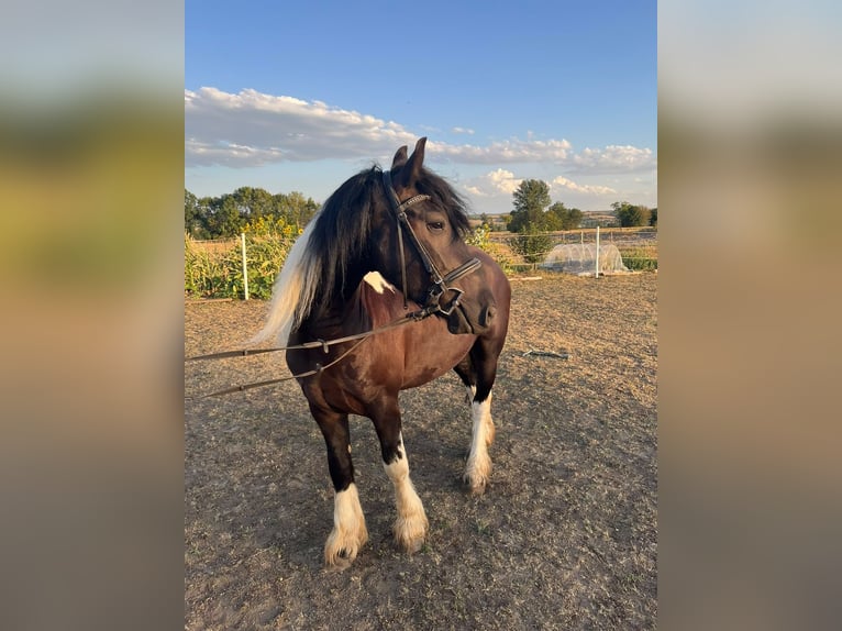 Frison Croisé Hongre 4 Ans 146 cm Pinto in Tulln