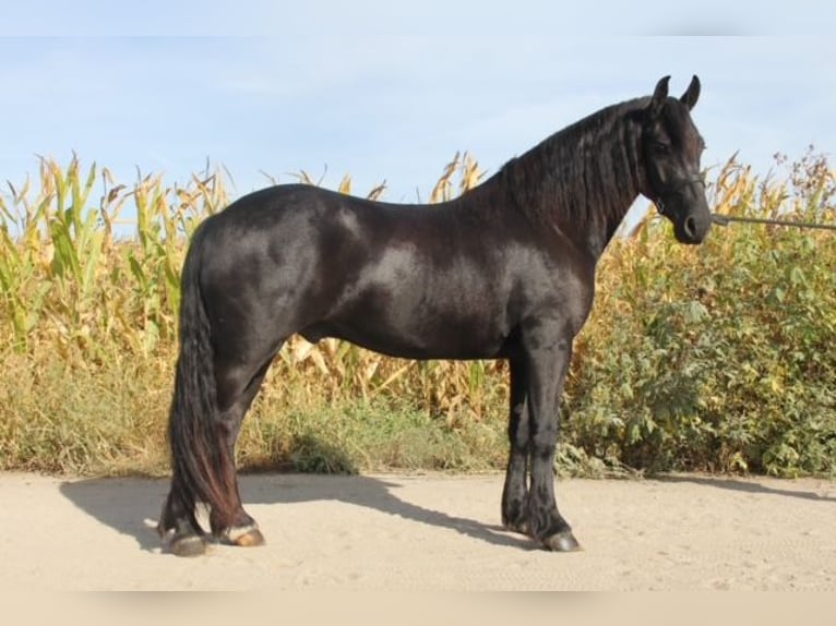 Frison Croisé Hongre 4 Ans 150 cm Noir in Cambridge, IA