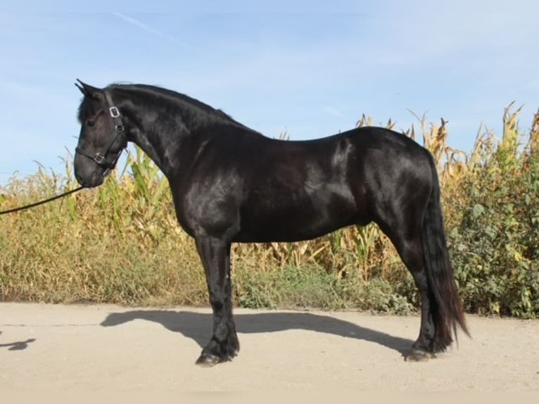 Frison Croisé Hongre 4 Ans 150 cm Noir in Cambridge, IA