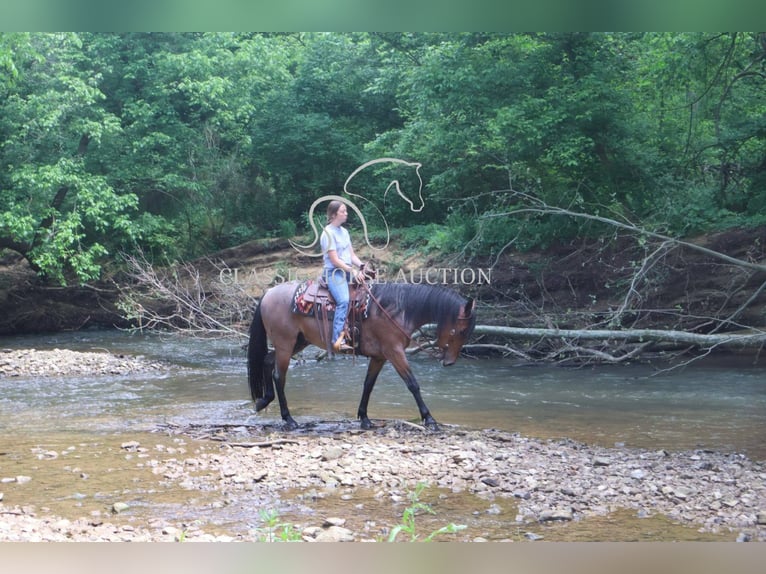 Frison Hongre 4 Ans 152 cm Bai cerise in Auburn, KY