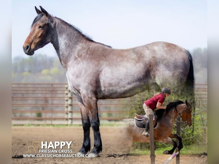 Frison Hongre 4 Ans 152 cm Bai cerise in Auburn, KY